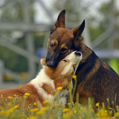 porn hunde|Paarung beim Hund